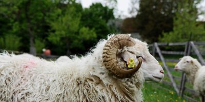 A curly-horned sheep in lush pasture, showcasing vibrant wool and natural beauty in Bavaria.
